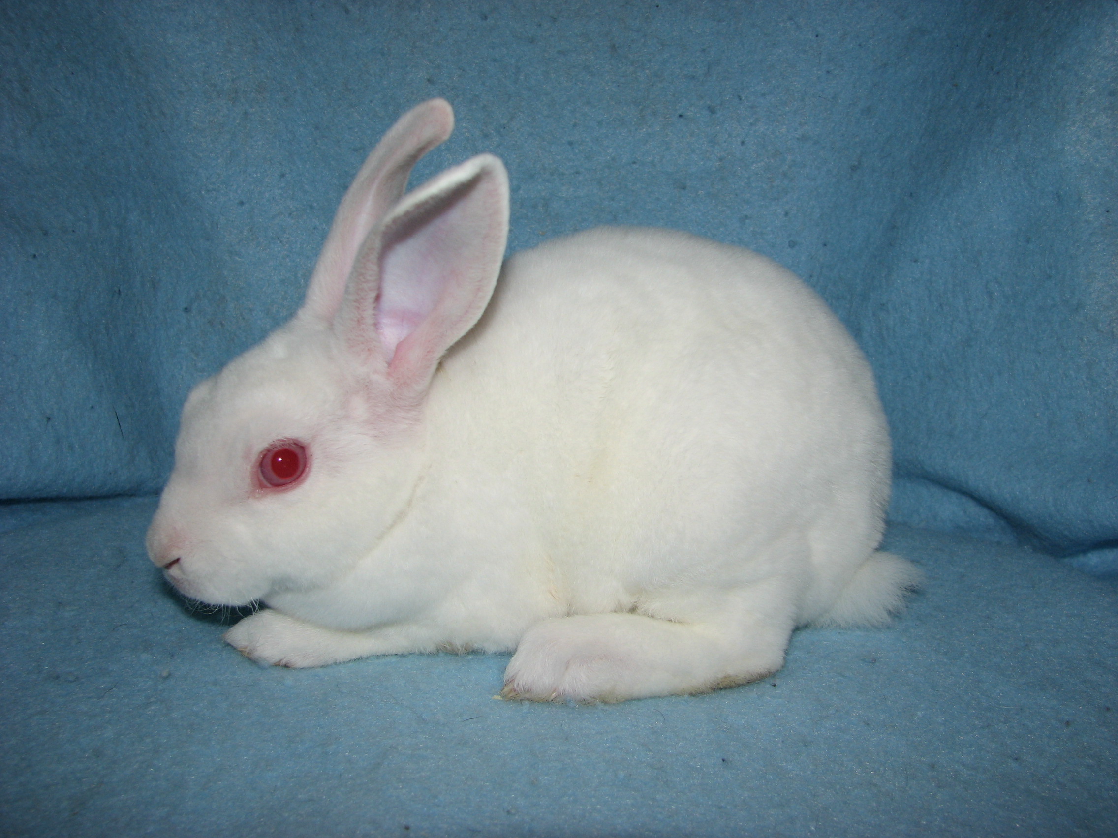 Foxaway RabbitsMini Rex Rabbits for Sale